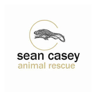 Puppy for Adoption at Sean Casey Animal Rescue